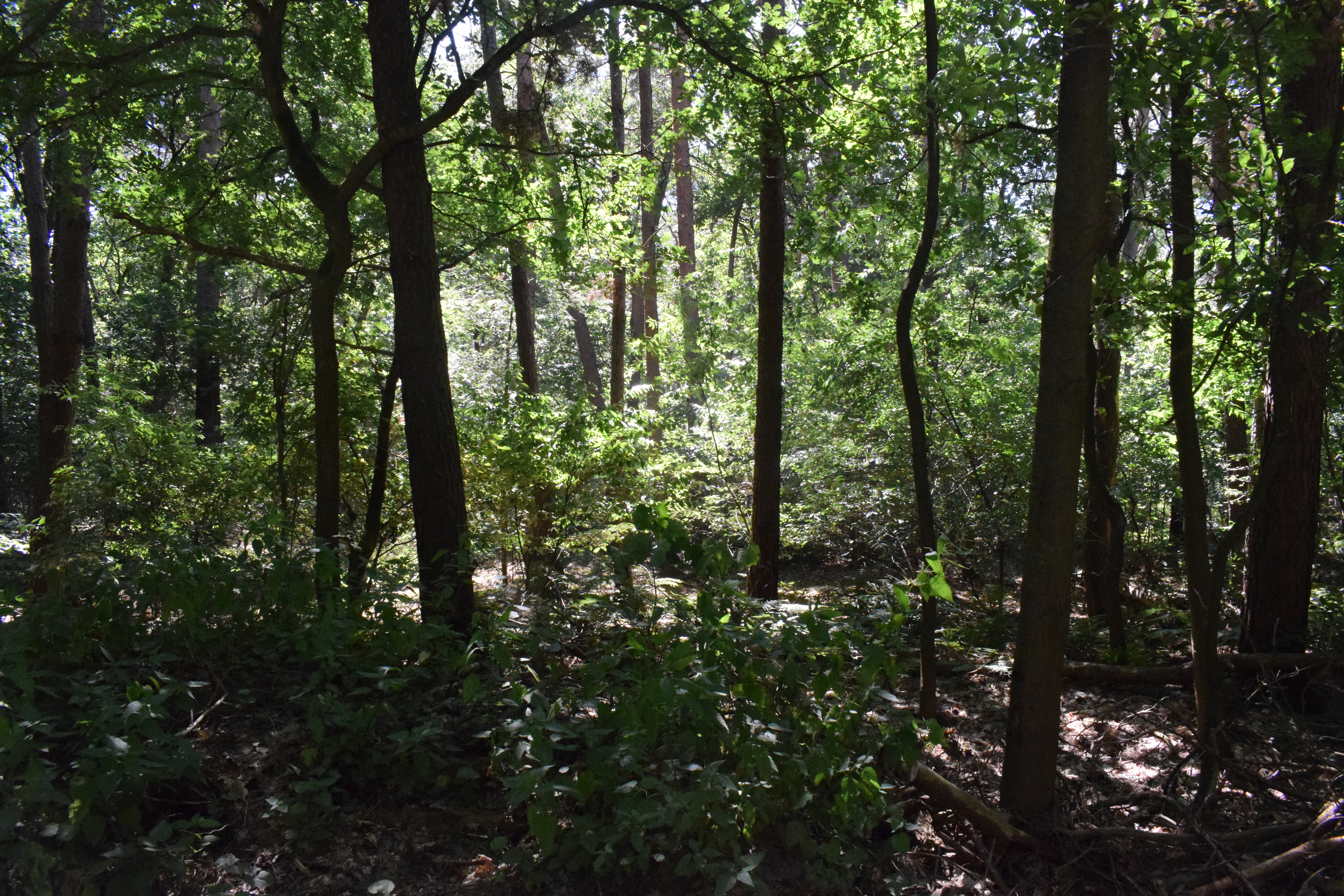 In het bos — natuur activiteiten bij De Buitenkansen