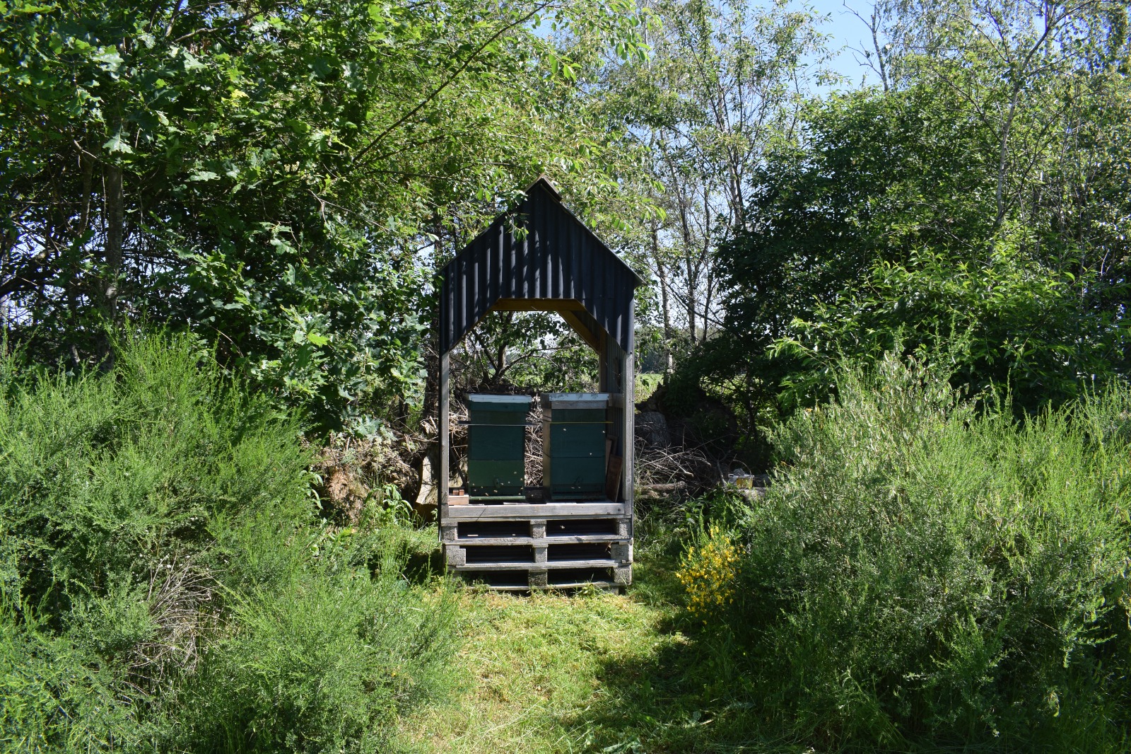 Bijenkast in de natuur
