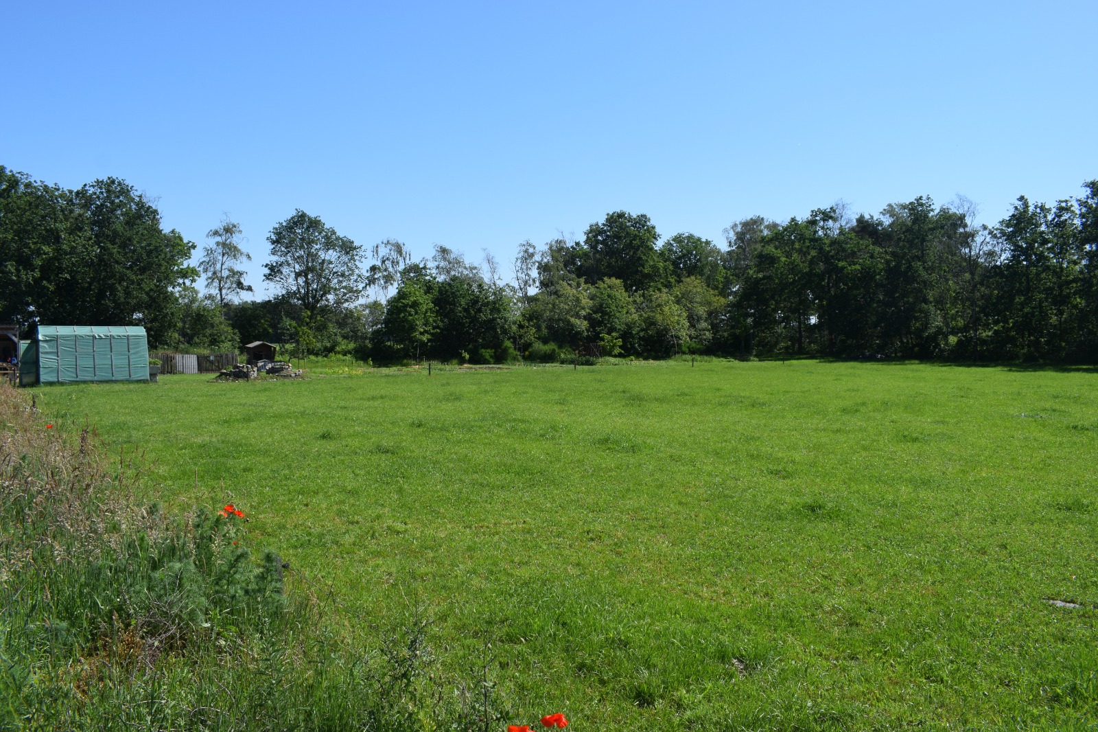 Groene weide in de zomer