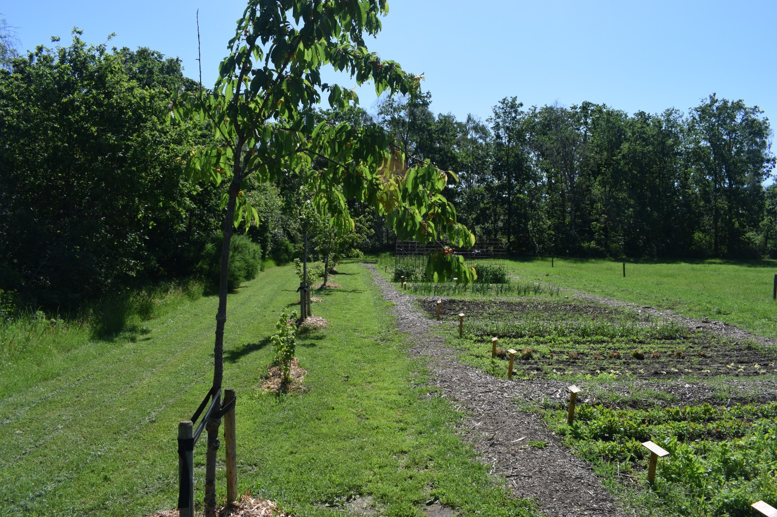 Moestuin met bomen